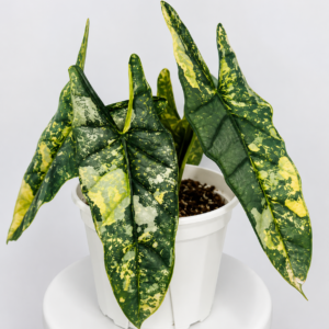 Alocasia Heterophylla Metallic Blue Aurea Var