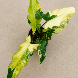 Alocasia Lauterbachiana Var
