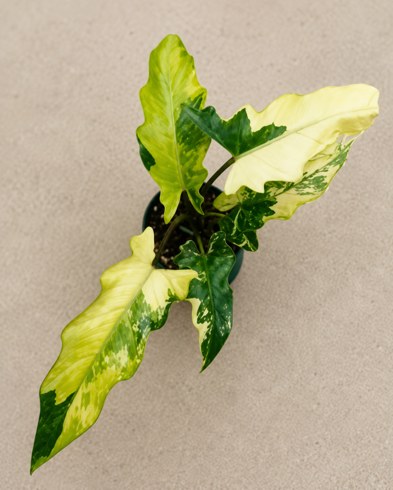 Alocasia Lauterbachiana Var
