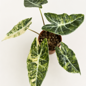 Alocasia Longiloba Grandis Aurea Var