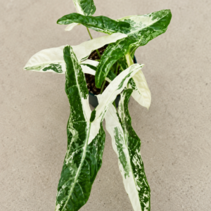 Alocasia Longiloba Narrow Sp Borneo Ablo Var