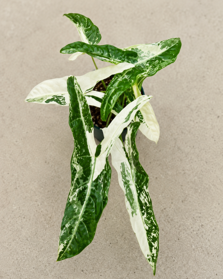 Alocasia Longiloba Narrow Sp Borneo Ablo Var