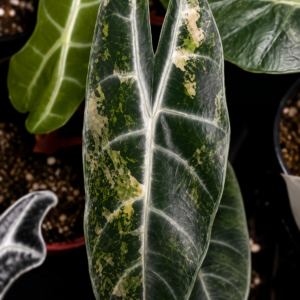 Alocasia Longiloba Pink Dragon Aurea Var