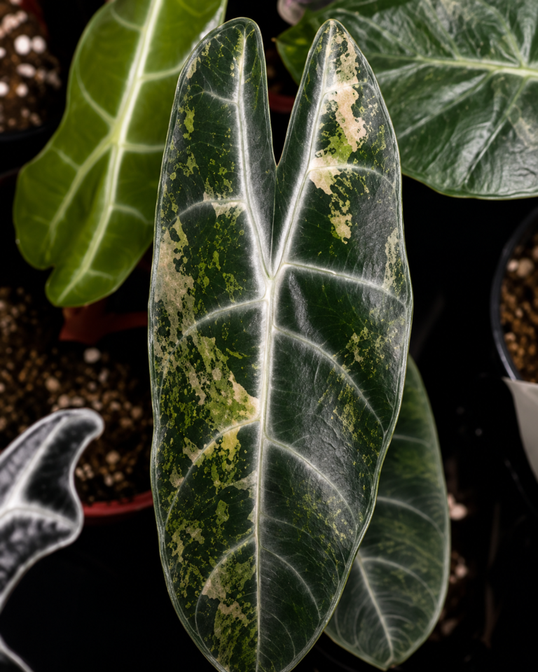 Alocasia Longiloba Pink Dragon Aurea Var