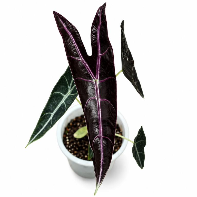 Alocasia Longiloba Purple