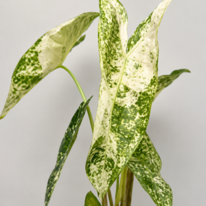 Alocasia Longliloba Mint Thaicon