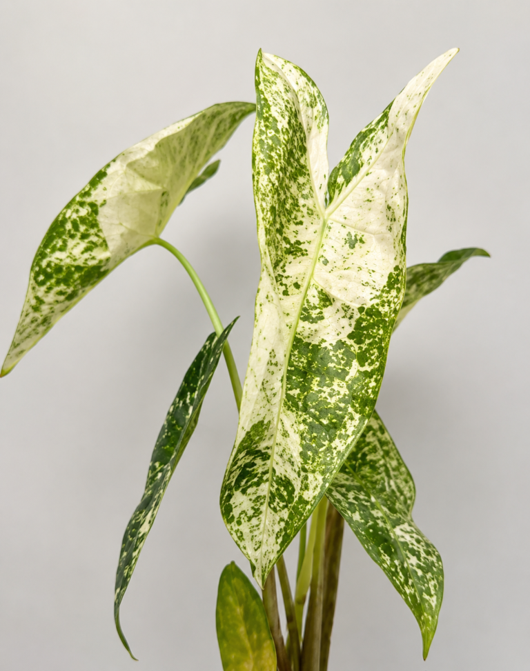 Alocasia Longliloba Mint Thaicon