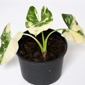 Alocasia Macrohizza Albo Var