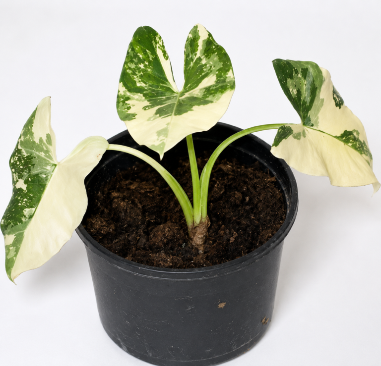 Alocasia Macrohizza Albo Var