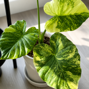 Alocasia Macrohizza Aurea Variegated tissue culture plant