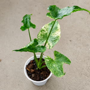 Alocasia Macrorrhizos Shock Treatment Var