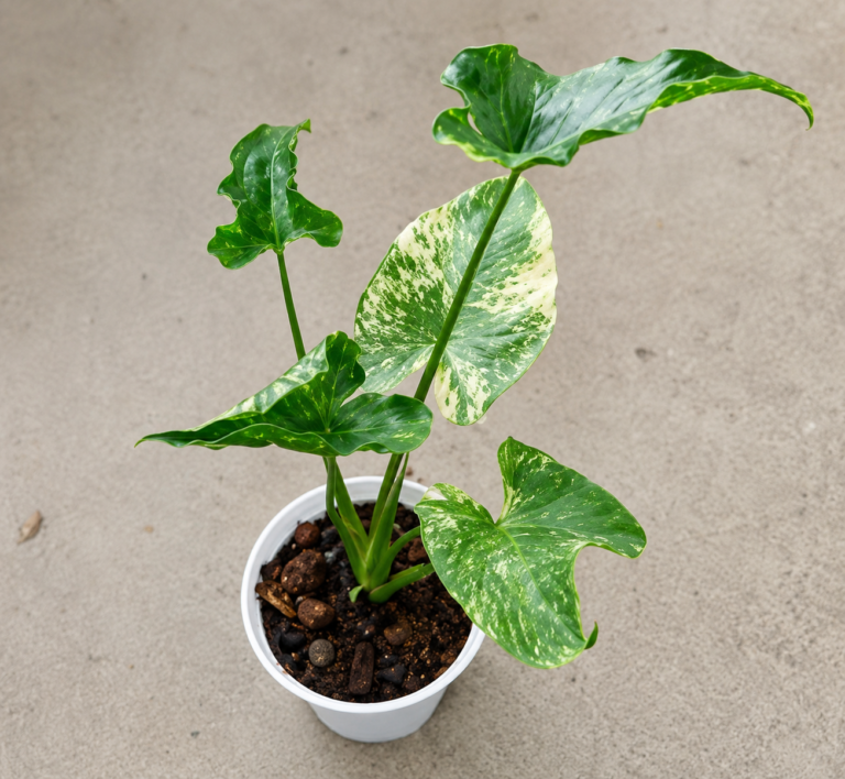 Alocasia Macrorrhizos Shock Treatment Var