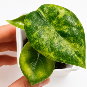 Alocasia Melo Golden Var