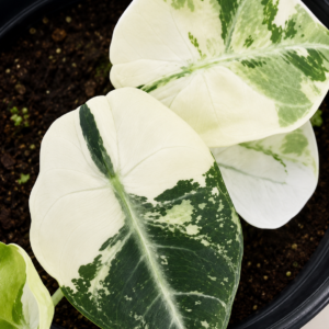 Alocasia Ninja Albo Var