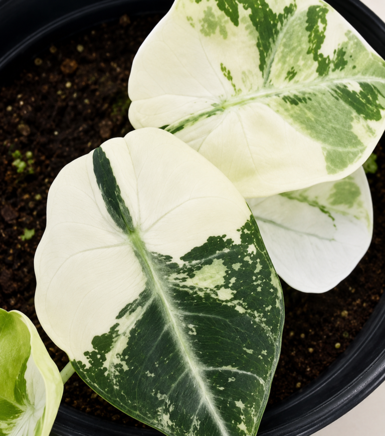 Alocasia Ninja Albo Var