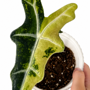 Alocasia Nobilis Aurea Var