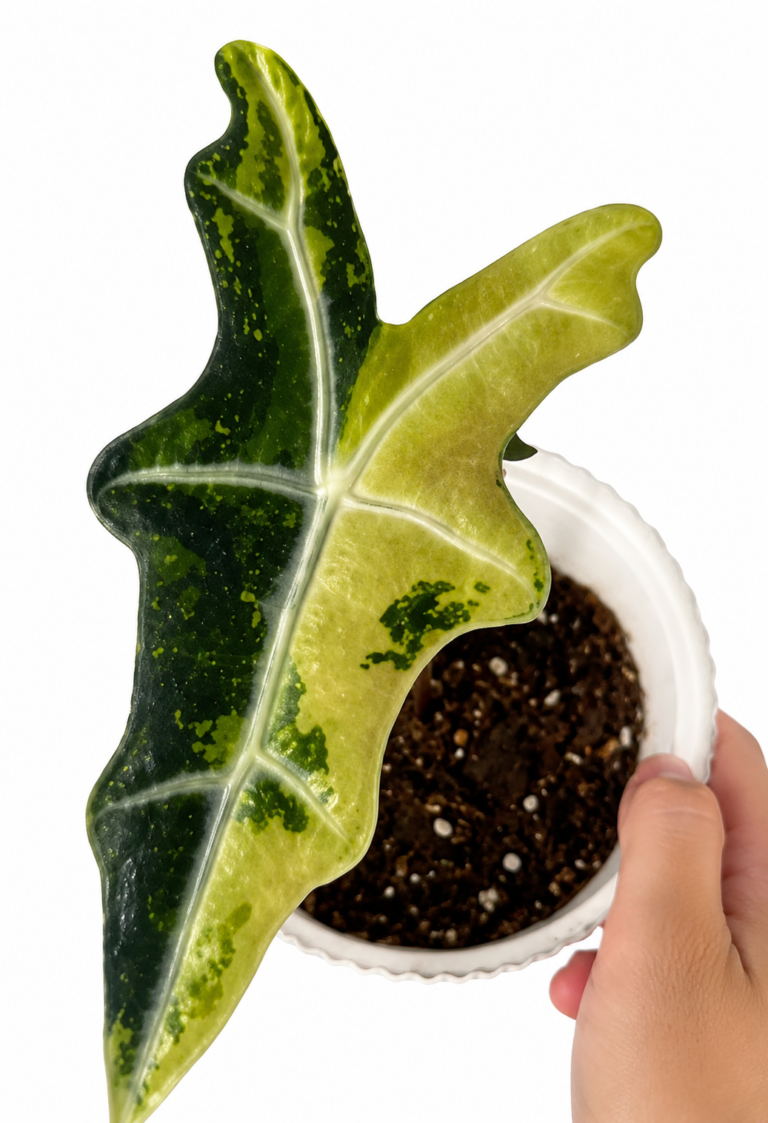 Alocasia Nobilis Aurea Var