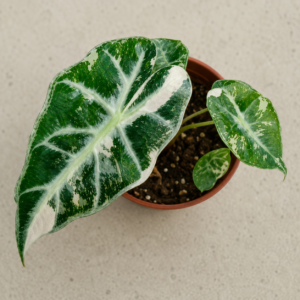 Alocasia Parasol Pink var.