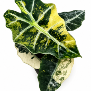 Alocasia Polly Tricolor Var