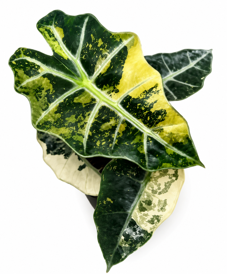 Alocasia Polly Tricolor Var
