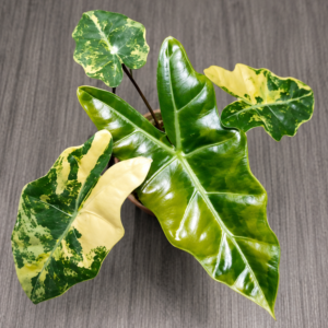 Alocasia Psuedo Sanderiana Aurea Var
