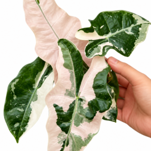 Alocasia Psuedo Sanderiana Pink Var