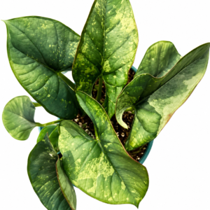 Alocasia Reginae Mint Var