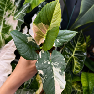 Alocasia Reginae Pink Var