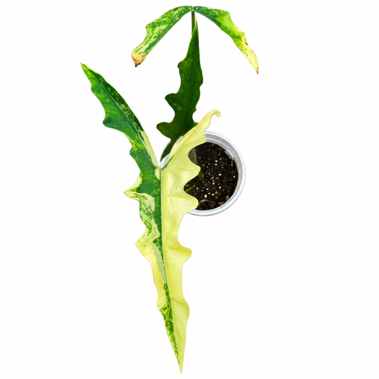 Alocasia Sabrina Aurea Var