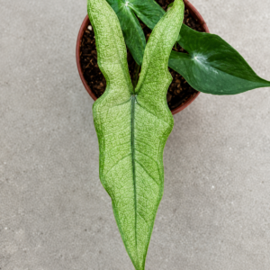 Alocasia Sabrina Stardust Mint Var
