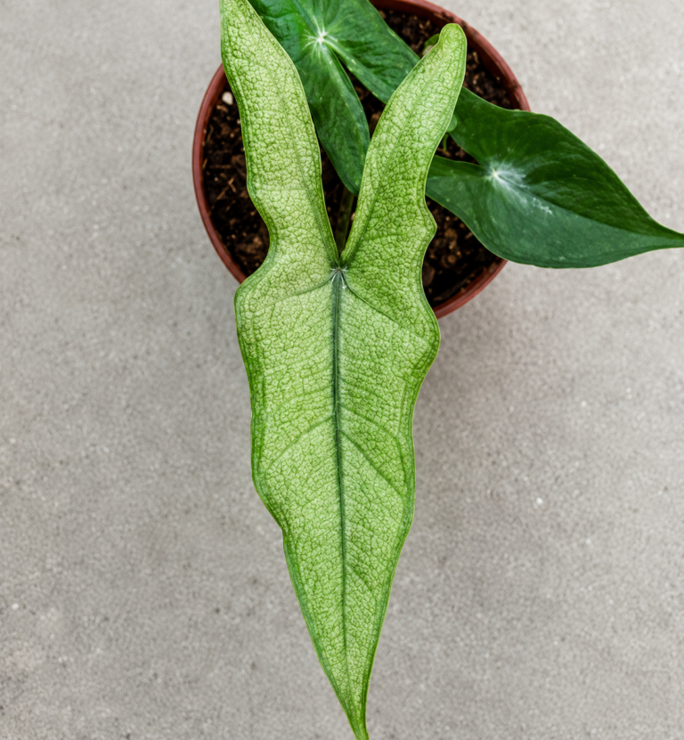 Alocasia Sabrina Stardust Mint Var