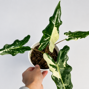 Alocasia Sarian Albo Var