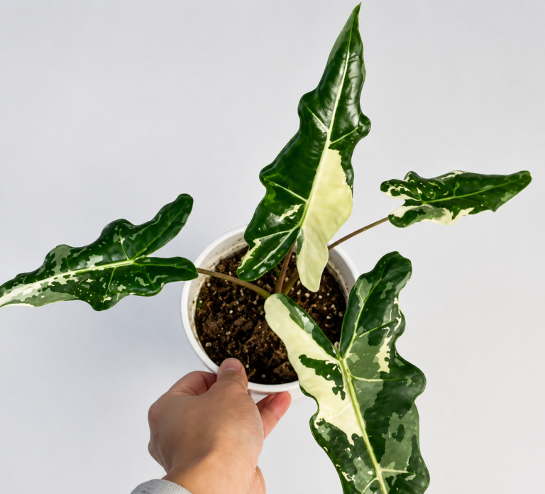 Alocasia Sarian Albo Var