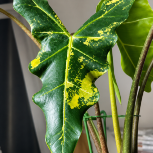 Alocasia Sarian Aurea Var