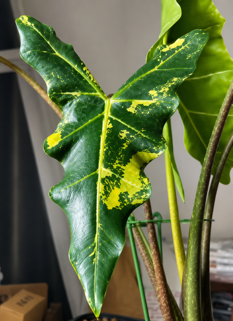 Alocasia Sarian Aurea Var