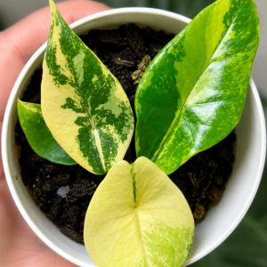 Alocasia Scalprum Aurea Var