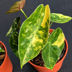 Alocasia Sedenii Aurea Var