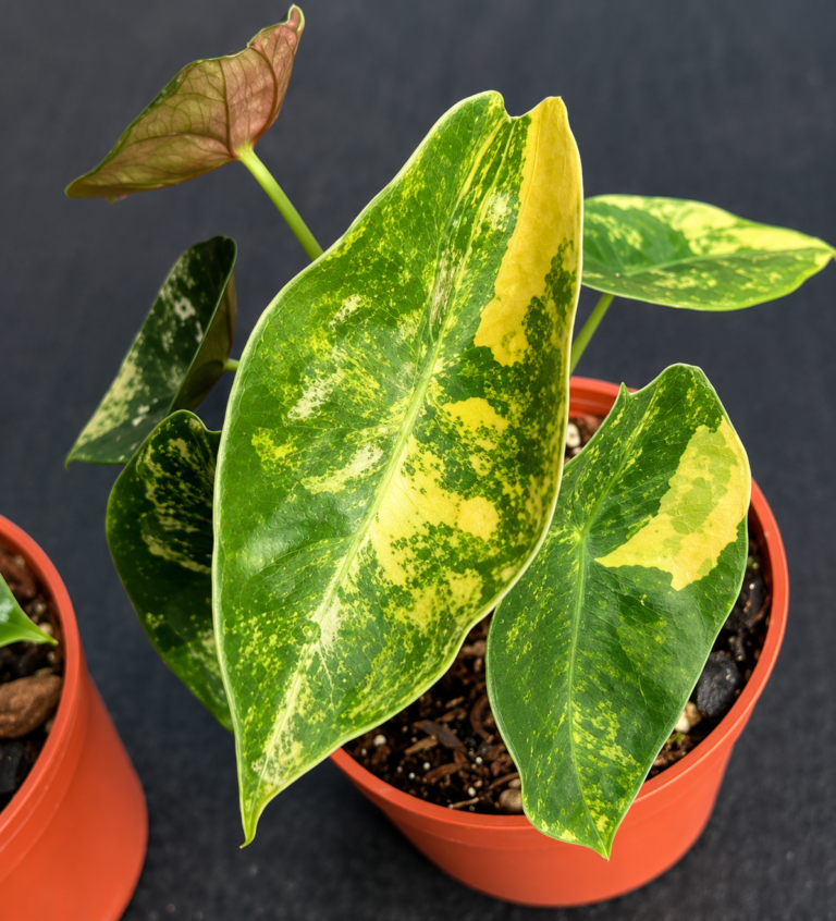 Alocasia Sedenii Aurea Var