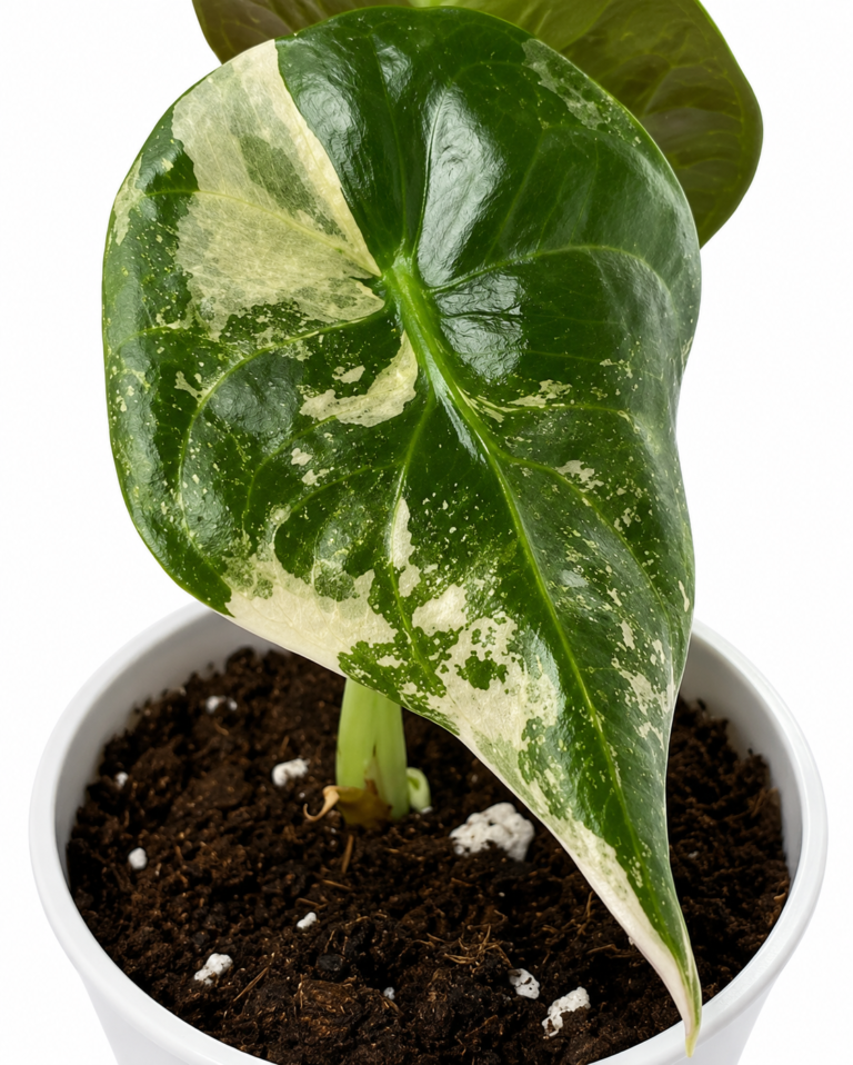 Alocasia Sedenii Pink Var