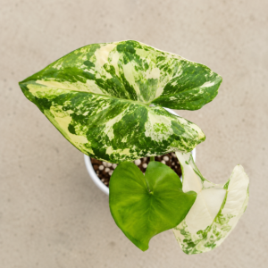 Alocasia Silver Feathers var
