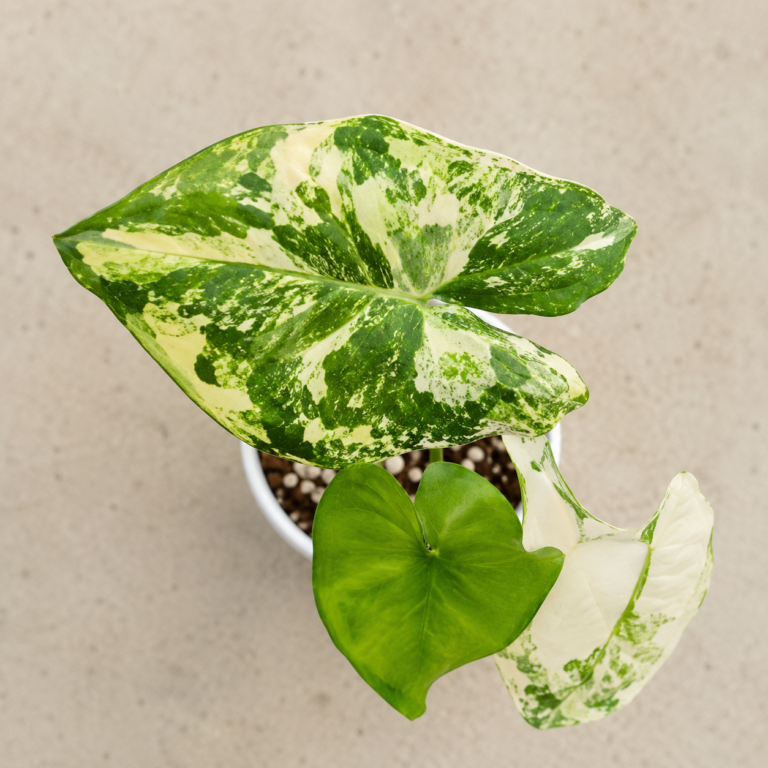 Alocasia Silver Feathers var