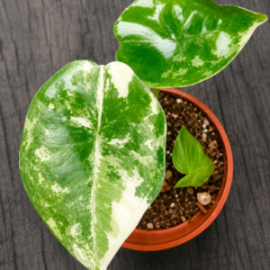 Alocasia Silver Nebula Albo Var