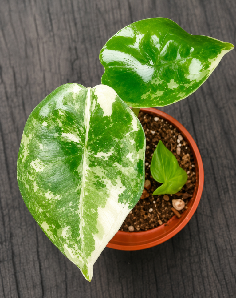 Alocasia Silver Nebula Albo Var