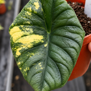 Alocasia Silver Nebula Aurea Var