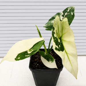 Alocasia Simpo Albo Var