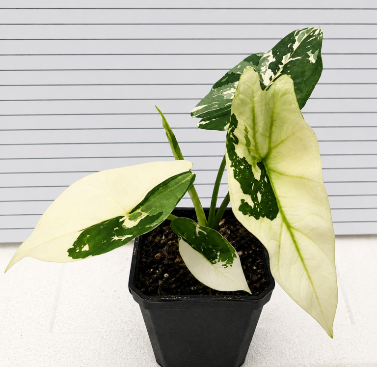 Alocasia Simpo Albo Var
