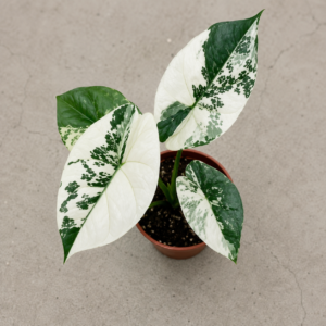 Alocasia Sinuata Albo var