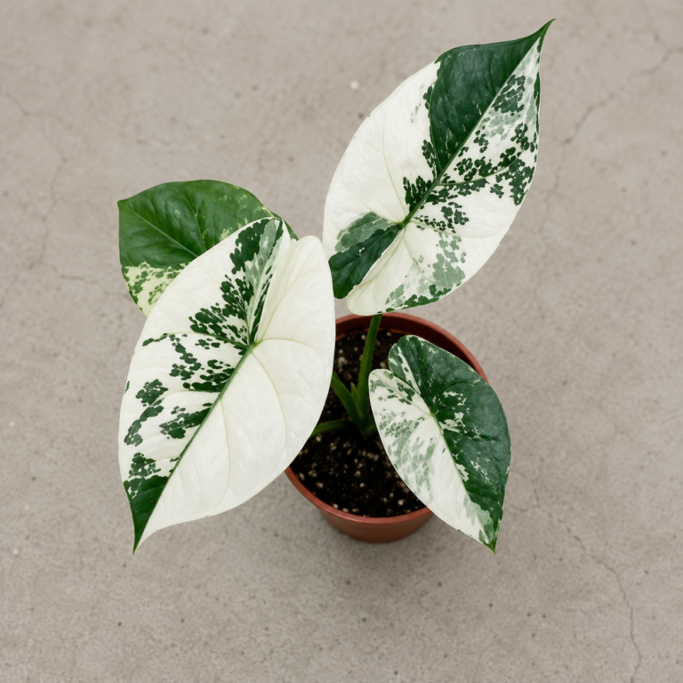 Alocasia Sinuata Albo var