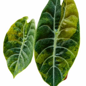 Alocasia Suhirmaniana Aurea Var