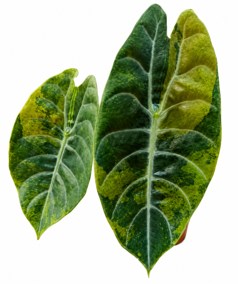 Alocasia Suhirmaniana Aurea Var
